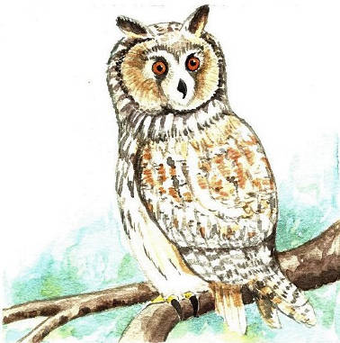 owl